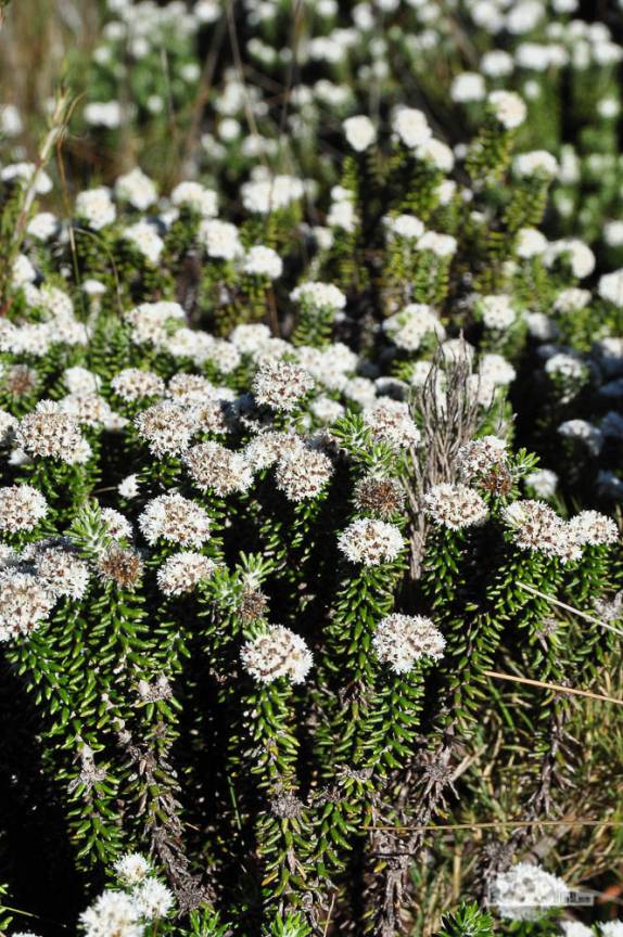Vegetação muito comum nos campos de altitude, a mais de 2 mil metros de altura, no Parque Nacional da Serra dos Órgãos, no Rio de Janeiro